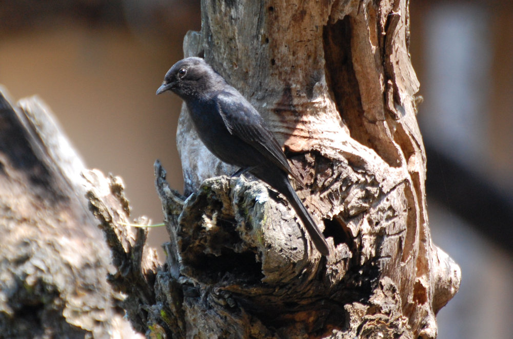 dal Sud Africa: Drongo codaquadrata (Dicrurus ludwigii)